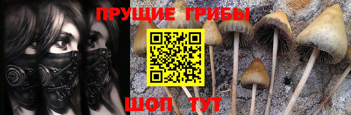 Галлюциногенные грибы Psilocybe Похвистнево